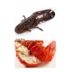 Extra Large Live Homarus Lobster 600g (2pcs)