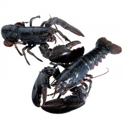 Live Homarus Lobster 450g (3pcs)