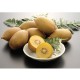 Large Yellow Kiwi Fruits 15pcs