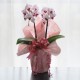 Potted Mini Pink Phalaenopsis 2 Plants