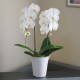 Potted White Phalaenopsis 2 Plants