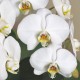 Potted White Phalaenopsis 2 Plants