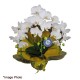 Potted Mini White Phalaenopsis 3 Plants