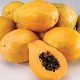 Large Papaya (8~10pcs)