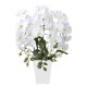 Photocatalyst Refreshing Phalaenopsis White