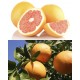 ルビーグレープフルーツ (Lサイズ) 9～10玉