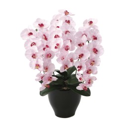 Photocatalyst Premium Pink Phalaenopsis