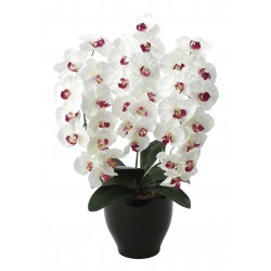 Photocatalyst Premium White Modern Phalaenopsis