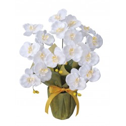 Photocatalyst Midi White Phalaenopsis
