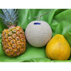 Kohchi Muskmelon, Pineapple & Papaya Set