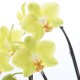 【Mother's Day】Phalaenopsis orchid Purple