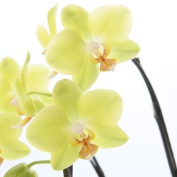 【Father's Day】Phalaenopsis Orchid Midi