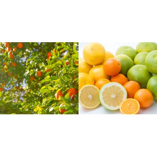 All About California Citrus Fruits